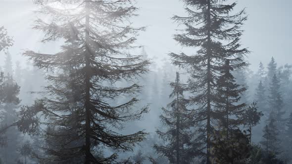 Misty Nordic Forest in Early Morning with Fog