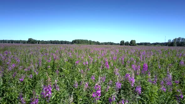 Flycam Crosses Wide Violet Field Full of Beautiful Flowers