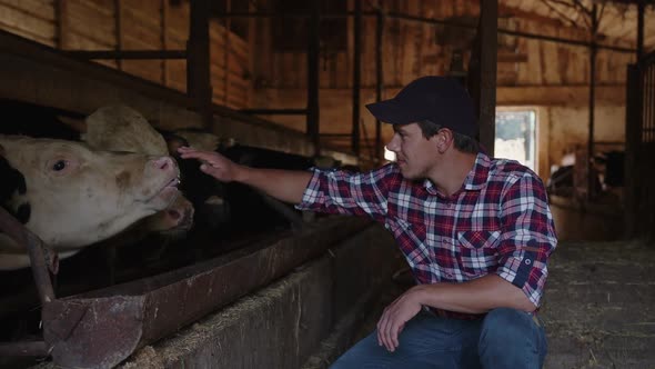 A Young Farmer Petting Cows on His Farm