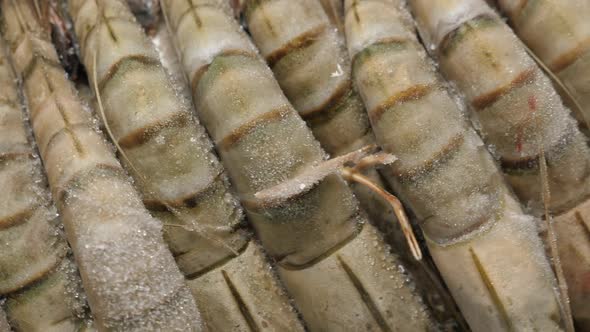 Frozen and Uncooked Shrimps Closeup in Box