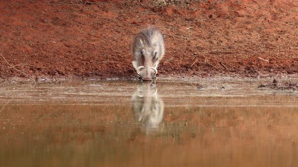 A Warthog Drinking At A Waterhole
