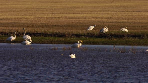 White Swans and Various Minor Birds in Harmony at Lake.