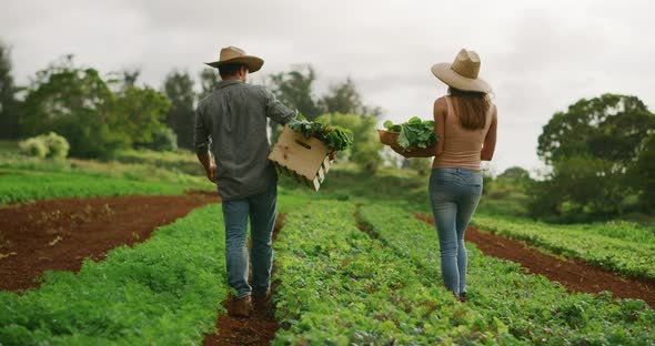 Couple harvesting organic vegetables together