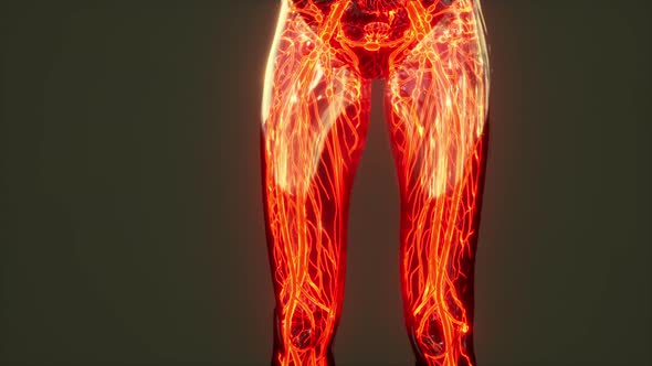 Analysis of Human Anatomy Scan Showing Blood Circulation alt