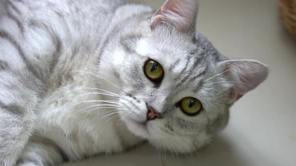 Cute Scottish Cat Lying And Looking On Floor