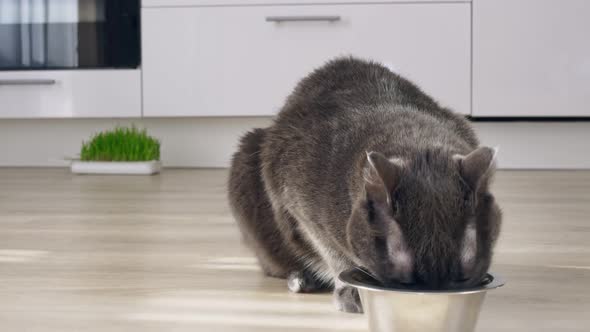 A Gray Cat in the Kitchen Eats Dry Food From a Bowl Licks Its Lips and Observes Strangers