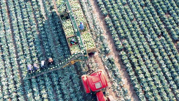 Cabbage Field is Harvested By a Combine and a Group of Farmers