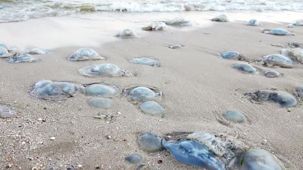 Dead Jellyfish Lie on a Sandy Shore Signed By Water on the Sea of Azov