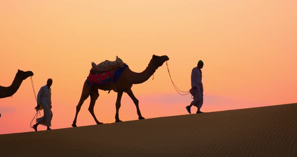 Indian Cameleers (Camel Driver) Bedouin with Camel Silhouettes in Sand Dunes of Thar Desert 