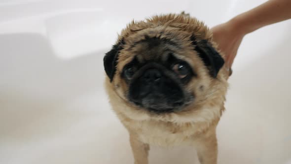 Girl Washes a Funny Pug Under the Shower Closeup