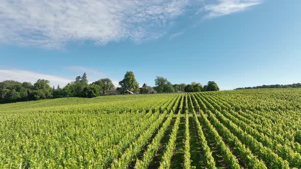 Vineyard in the Bordeaux Wine Region in France