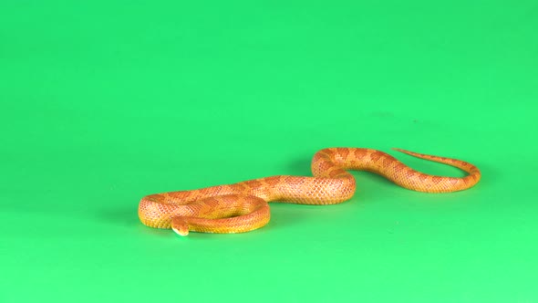 Tiger Python Molurus Bivittatus Morph Albine Burmese on a Green Background Screen