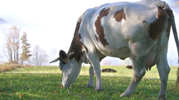 Cow Grazing Fresh Grass Organic Farm