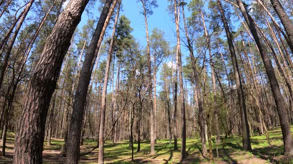 Forest with Pine Trees During the Day POV