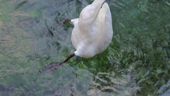 dives swan 