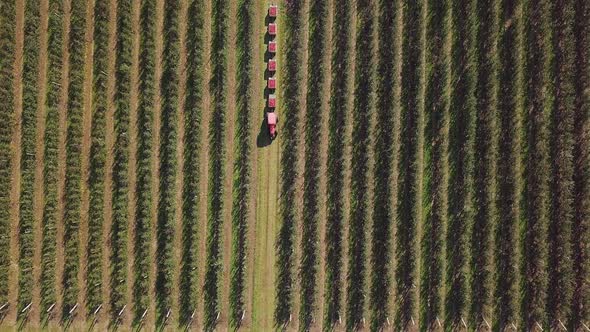 Aerial view of apple orchard. Fresh picked apple harvest in wooden bins on the farm.