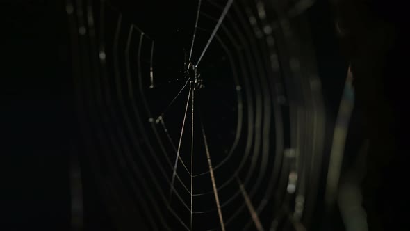 Spider Web