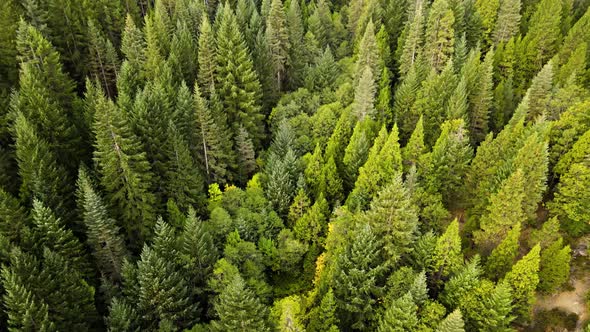 Flying over a forest in Northern California