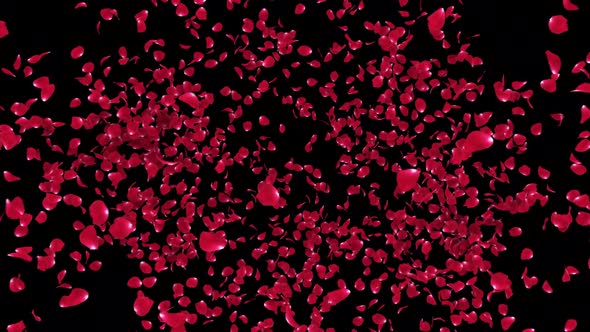 Red Rose Petals Burst