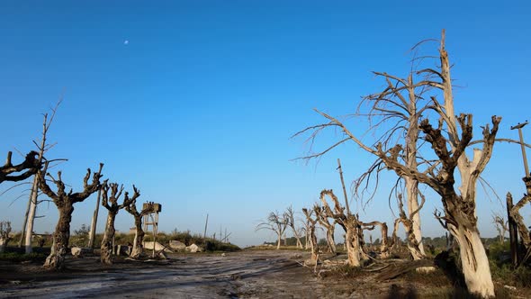 Eerie sight of lifeless trees at historic flooded town, Villa Epecuen; aerial
