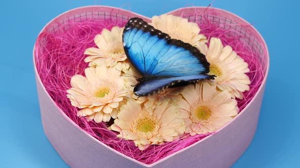 Blue Butterfly on Pink Color Flower in Heart Shape Box Valentines Day Design