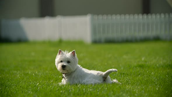 Dog Lies on the Grass