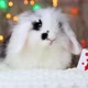 A small black and white rabbit is moving a gift. New Year's decorations. - VideoHive Item for Sale