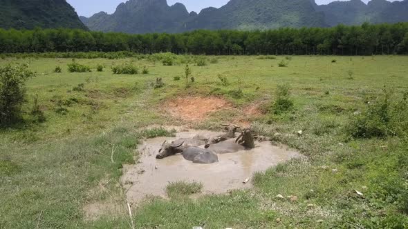 Aerial Motion Above Puddle with Bathing Water Buffaloes