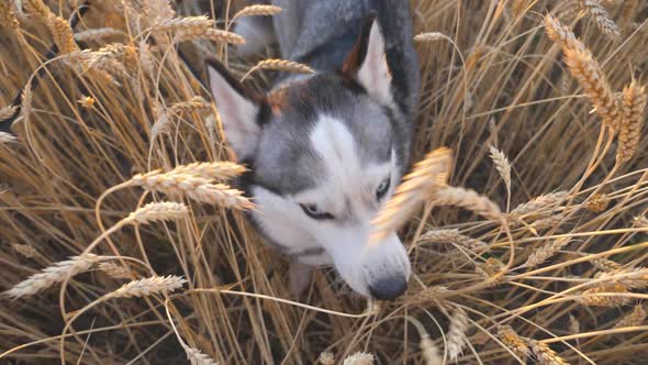Close Up of Young Siberian Husky Sitting Among Tall Spikelets and Biting Wheat Ears at Meadow