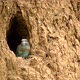 European Roller or Coracias Garrulus Near Nest Hole - VideoHive Item for Sale