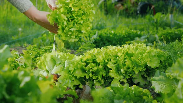 Pluck Fresh Lettuce Leaves on the Bed