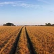 Tractor Tracks In A Wheat Field footage - VideoHive Item for Sale