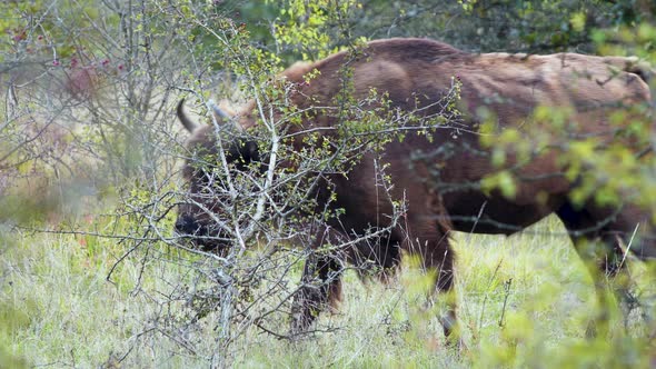 Lonely european bison bonasus walking through a grassy thicket,Czechia.