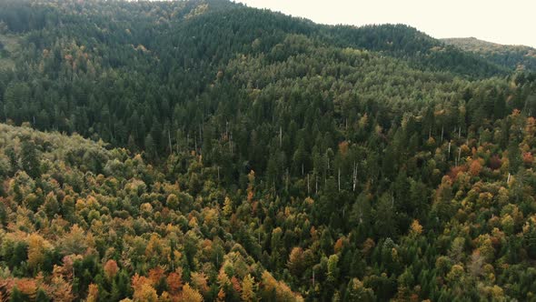 Early Autumn in Forest Aerial Top View, Mixed Forest, Green Conifers, Deciduous Trees with Yellow