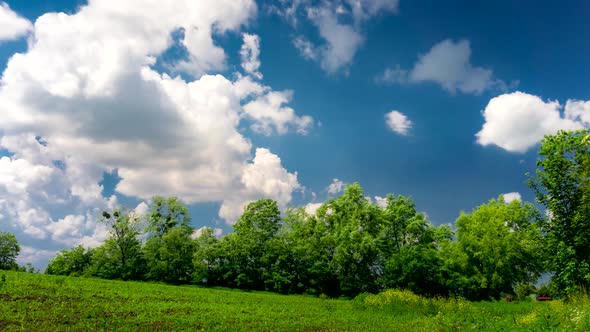 Beautiful Meadow