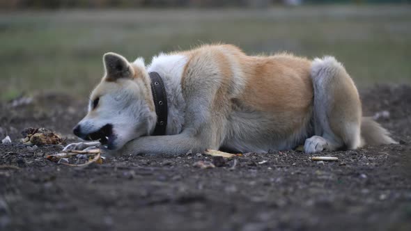 Akita Inu Gnaws a Bone Outdoors