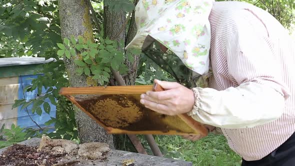 Frames of a Bee Hive