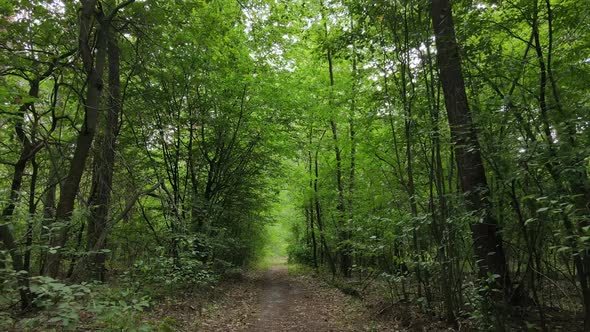 Green Forest with Trees By Day