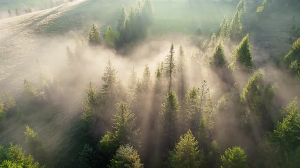 Aerial Shot of Gorgeous Sunny Foggy Forest