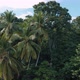 Beautiful tropical coconut plants in the field - VideoHive Item for Sale