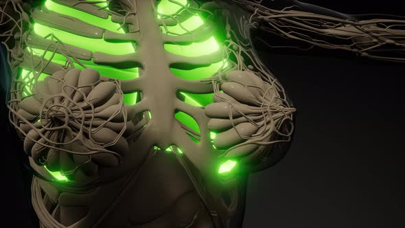 Human Lungs Radiology Exam