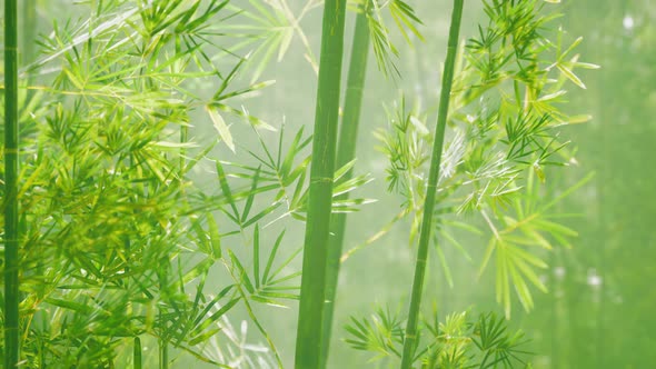 Bamboo Forest in Southern China