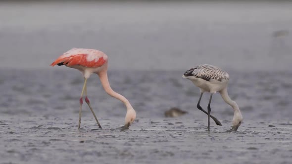Juvenile and Adult Chilean Flamingo Wading, Filter Feeding In Muddy Shore