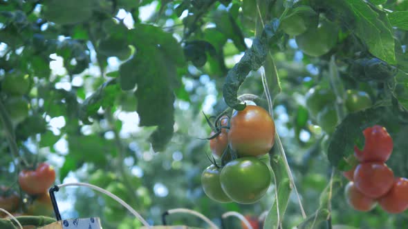 Unripe Tomatoes Grow on Branches.