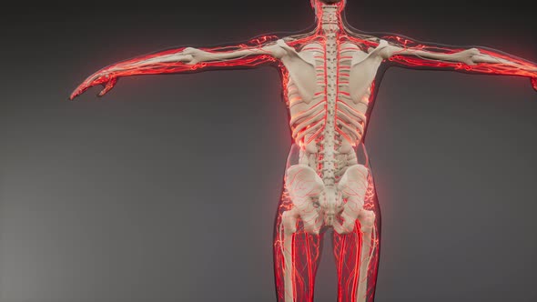 Blood Vessels of Human Body alt