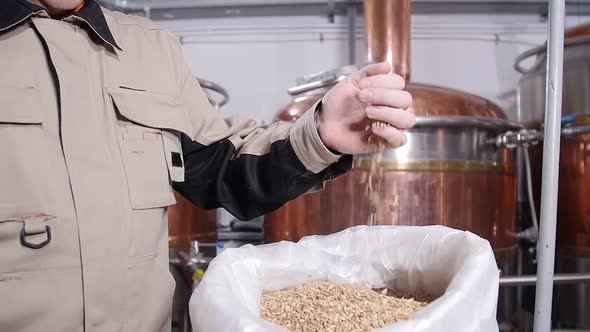 Brewery Concept. Pale Pilsener Malt Grains in Hands. Ingredient for Beer