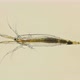 Larvae Nauplios Copepoda Inder Microscope, Family Pontellidae, Order Calanoida, Prevail in Plankton - VideoHive Item for Sale