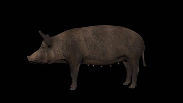 Iron Age Pig Idle alt