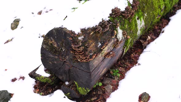 Tinder Fungi Grow on a Sawn Mosscovered Tree Trunk