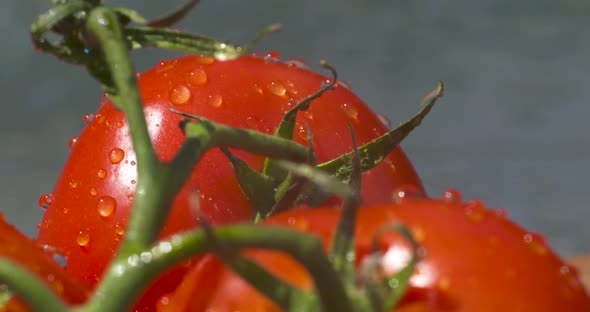 Macro close up of beautiful, bright red, vine ripened tomatoes dripping with water in the summer sun